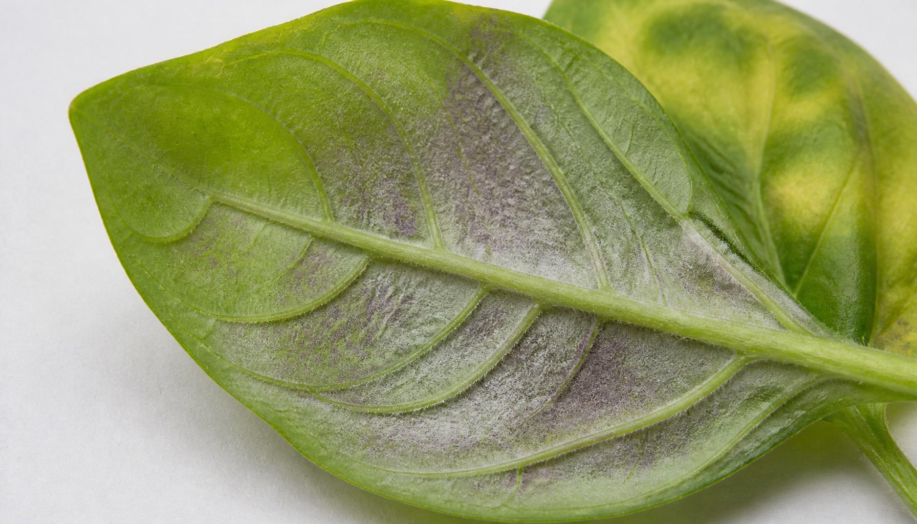 The underside of a basil leaf turned over to show the tell-tale grey-purple fuzz of downy mildew, with faint yellowing on the upper surface.