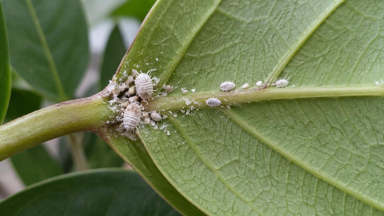 A houseplant leaf turned over to show white waxy mealybug clustered in the leaf joint and along the midrib