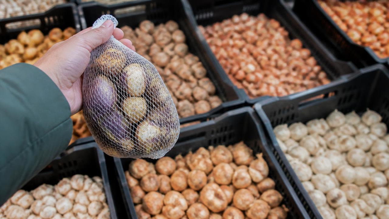 A gardener's hands selecting firm spring bulbs from a display tray at a garden centre