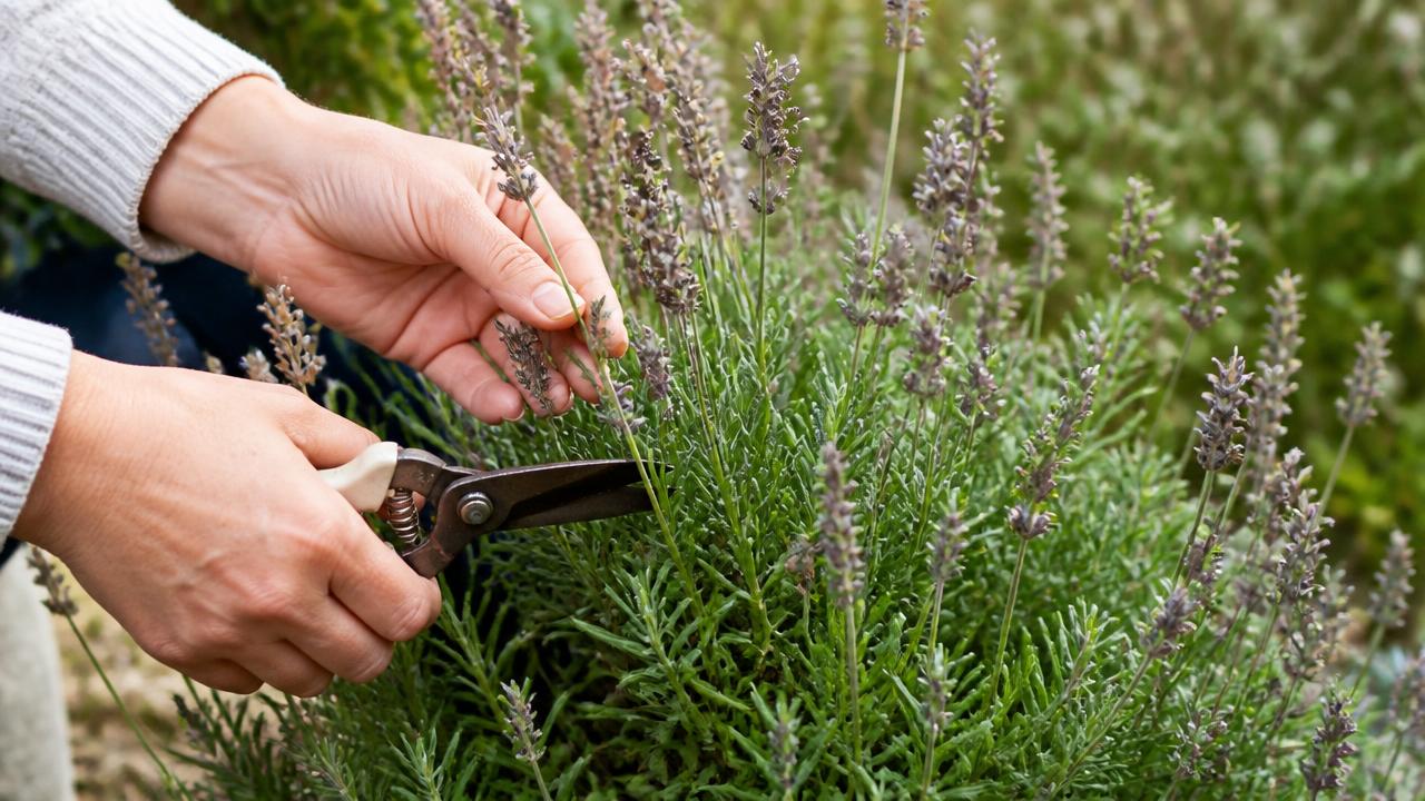 Hands using secateurs to prune spent English lavender flower stalks just above green leafy growth in late summer