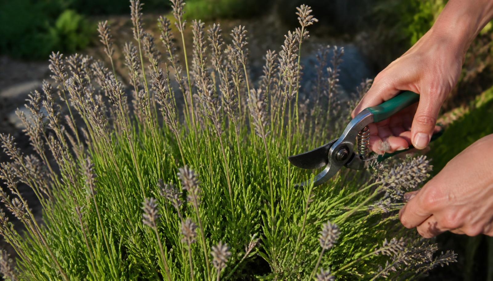 Grey, spent lavender flower stalks being trimmed back with secateurs in late-summer light, with healthy green foliage visible below the cuts