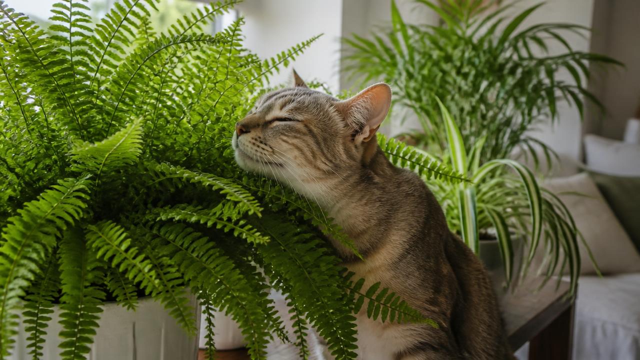 A cat nuzzling a green Boston fern on a bright living-room shelf, with other pet-safe houseplants in the background