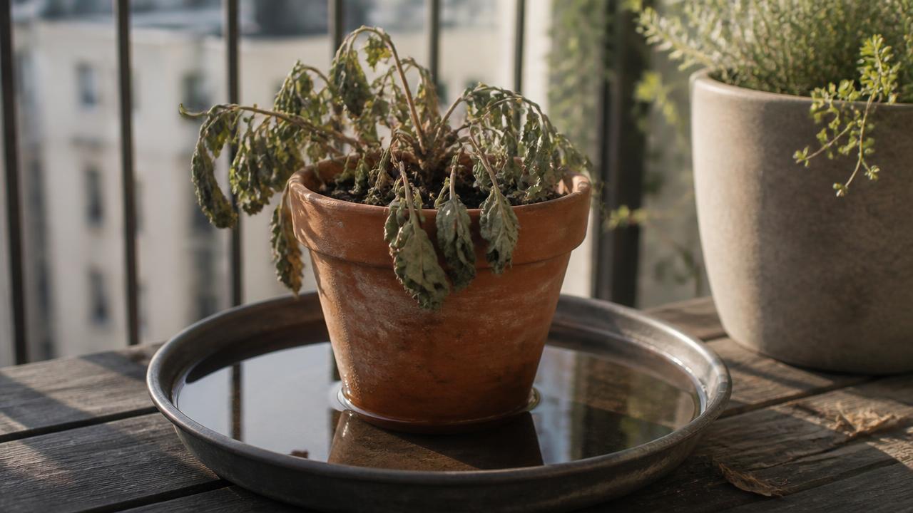 A small terracotta pot standing in a shallow tray of water on a balcony, rehydrating a dried-out plant