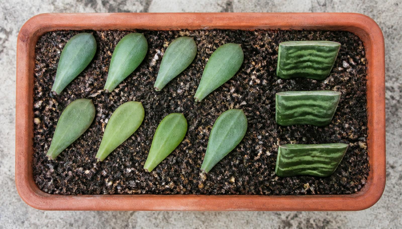 Succulent leaves laid on gritty compost beside upright sections of a cut snake plant leaf in a shallow terracotta tray
