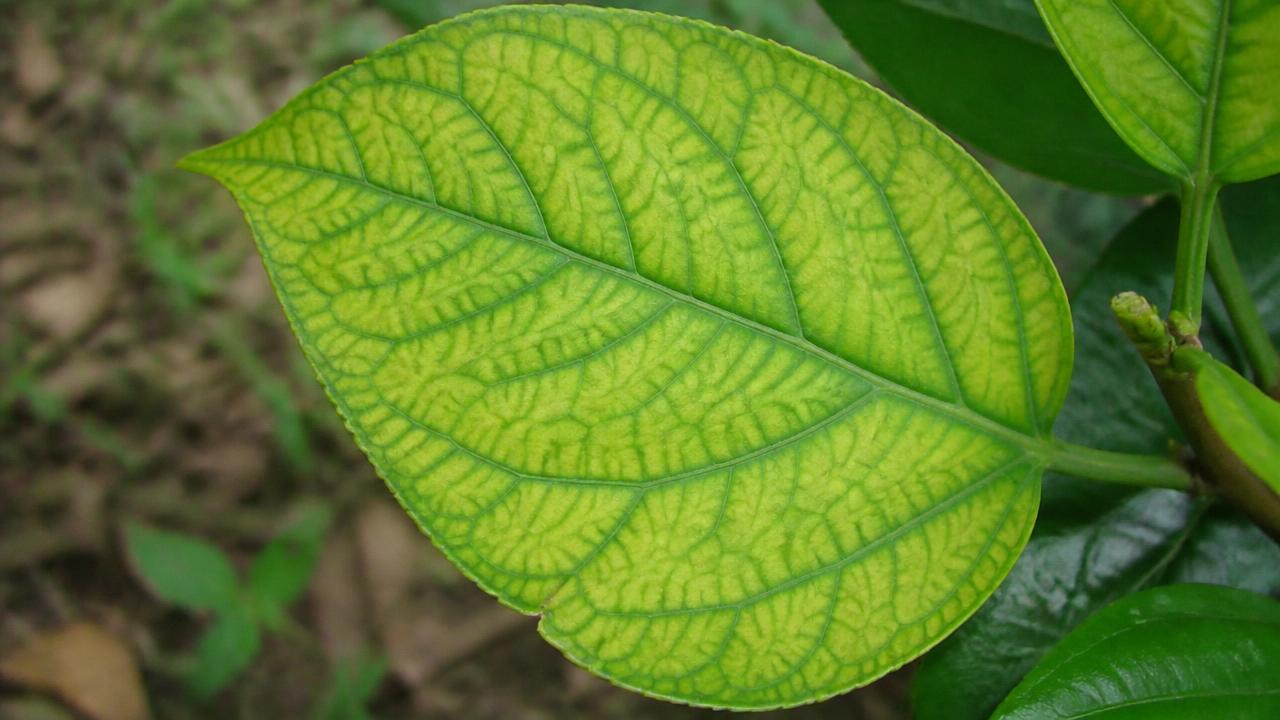 Close-up of lime-induced chlorosis on an acid-loving plant, with yellowed tissue between greener leaf veins