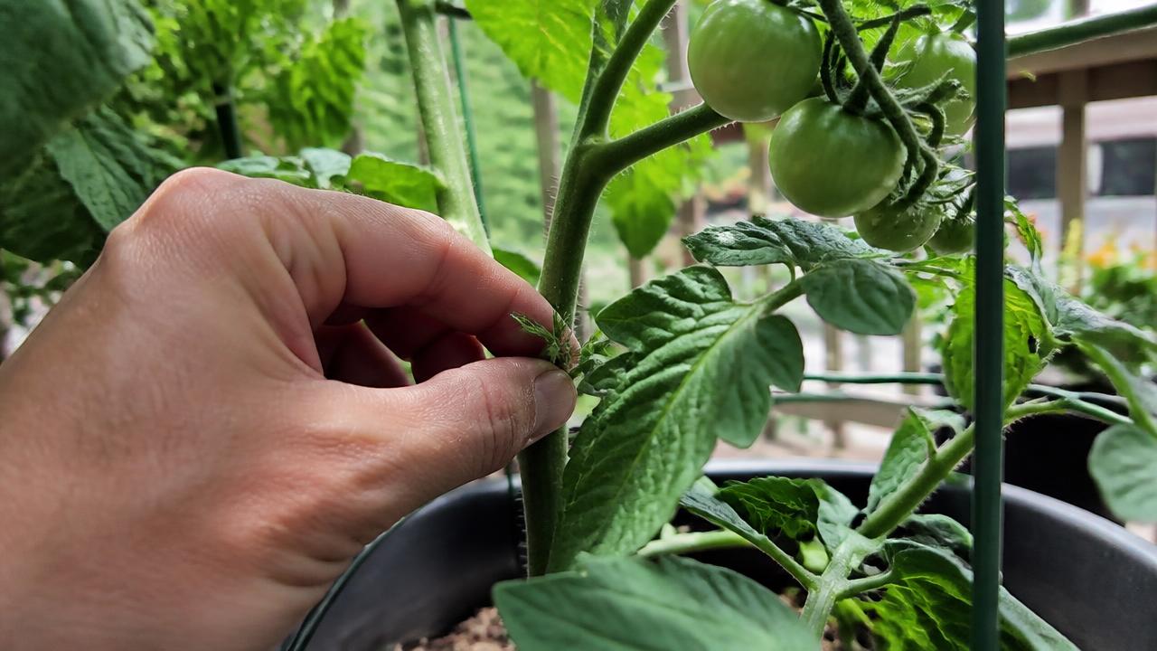 A hand pinching out a small side shoot from the leaf axil of a tomato plant in a patio container, green fruit visible on the main stem