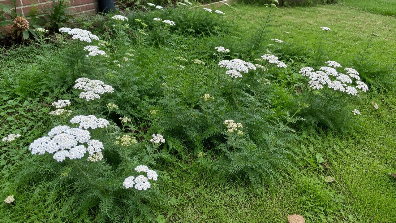 Common yarrow spreading through a small British lawn with white flowers and feathery foliage